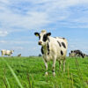 A dairy cow in a farm in the Netherlands.