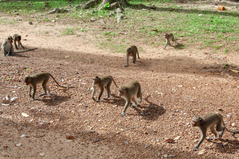 Long-tailed macaques roam free across the Angkor Wat temple complex