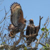 Crowned eagles (Stephanoaetus coronatus), Uganda. Image by Rafael Vila via Flickr (CC BY-NC-ND 2.0)