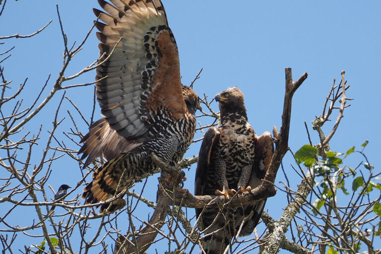 Crowned eagles (Stephanoaetus coronatus), Uganda. Image by Rafael Vila via Flickr (CC BY-NC-ND 2.0)