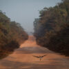 Hawks fly along BR230 in the iTerêrim Marmelos Indigenous Territory in Amazonas. Image by Bruno Kelly/Amazonia Real via Wikimedia Commons (CC 2.0).