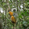 A diademed sifaka (Propithecus diadema).