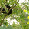 Asian black bear