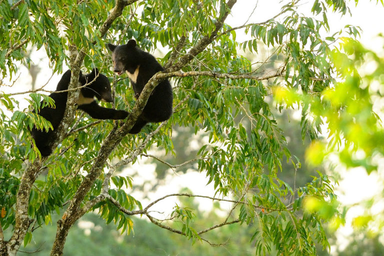 Asian black bear