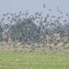 Pigeon flock in Nepal