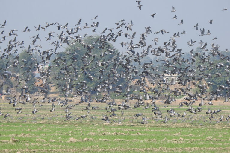 Pigeon flock in Nepal