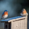 Eastern bluebirds