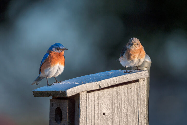Eastern bluebirds