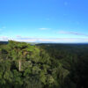 Rainforest in the upper Amazon. Photo credit: Rhett A. Butler