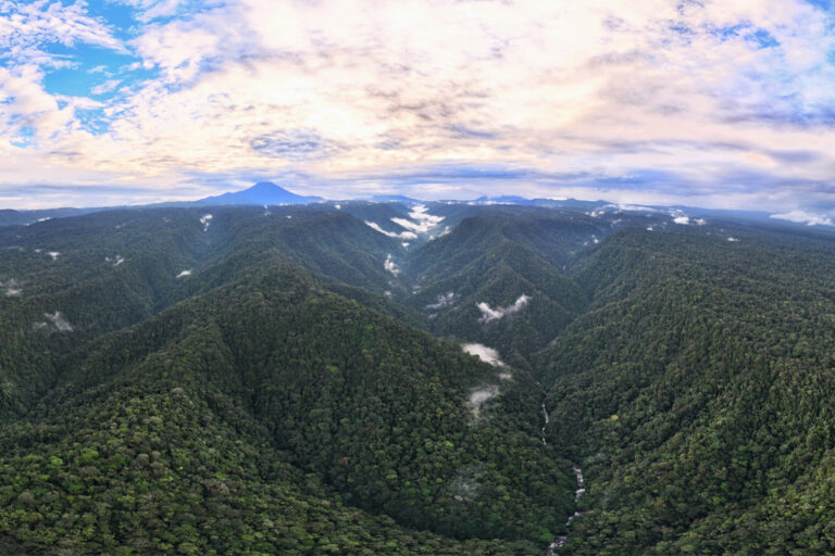 Rainforest in Ecuador