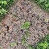 Along the Via Auca, it is common to find patches of deforested land that will later be planted with agricultural or agroforestry crops.