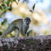 Squirrel monkey near Yasuni NP. Photo credit: Rhett A. Butler / Mongabay