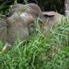 Asian elephant