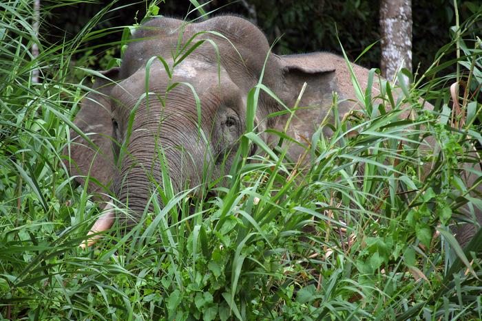 Asian elephant