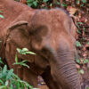 An elephant in Cambodia.