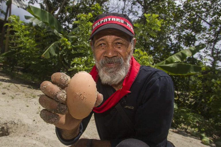 Eliza, a Haruku Kewang, is helping protect a local population of gosong birds. Photo credit: EcoNusa/Victor Fidelis