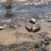 A photo of dead fish on the shores of lake Ambavarano.