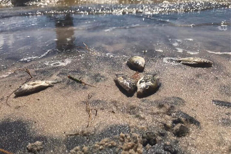 A photo of dead fish on the shores of lake Ambavarano.