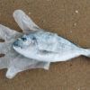 A fish in a plastic glove.