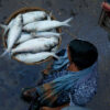 A fisherman carries a basketful of hilsa.