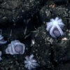Newly found deep-sea octopus nursery