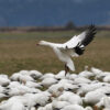 A flock of snow geese.