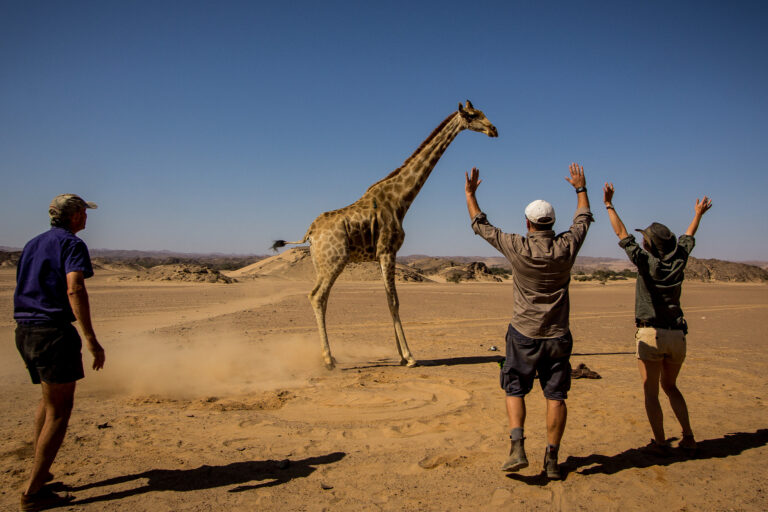 The team at the Giraffe Conservation Foundation attempts to put a tag on a reticulated giraffe in Namibia.