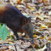 A golden-rumped elephant shrew (Rhynchocyon chrysopygus).