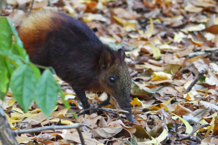 A golden-rumped elephant shrew (Rhynchocyon chrysopygus).