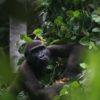 A gorilla at the habituation project in Campo Ma'an National Park. Image courtesy Campo Ma'an National Park via Wikicommons (CC BY-SA 4.0)