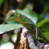 A green crested lizard in Borneo.