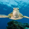 A green sea turtle.