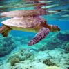 Close up of a green turtle (Chelonia mydas) in clear, aquamarine-tinged water with corals, its shell just meeting its own rippling reflection on the surface . Image by Jim Frodel via Flickr (CC BY-2.0)