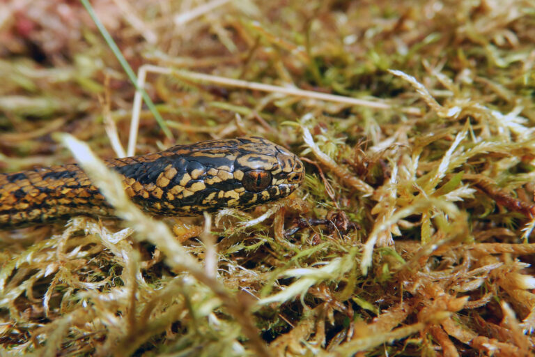 Tachymenoides harrisonfordi