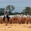 A rancher herds cattle in Mato Grosso, Brazil.