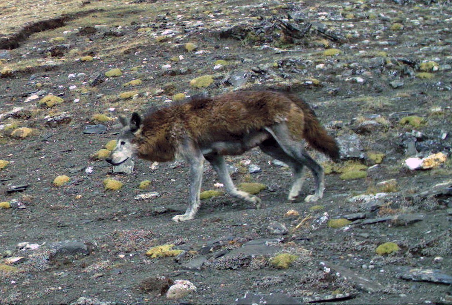 A Himalayan wolf.