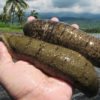 Two sand sea cucumbers.