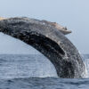 A humpback whale