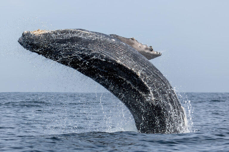 A humpback whale