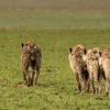 A pack of hyenas in Tanzania.