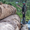 Ibama seizes a shipment of illegally extracted Ipê