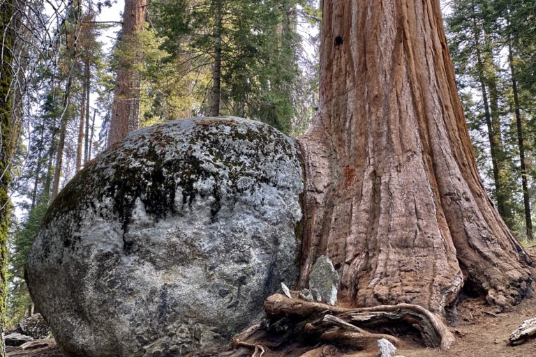 A protected old-growth forest in Sequoia National Park. Image by Joan Maloof/Old-Growth Forest Network.