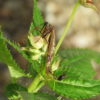 Lulilan obscurus is a newly discovered scorpionfly from Nepal. Image courtesy of Rainer Willmann