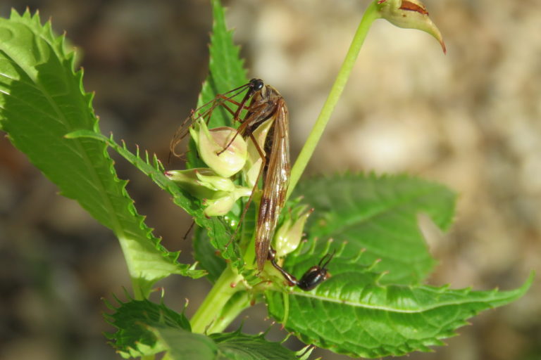 Lulilan obscurus is a newly discovered scorpionfly from Nepal. Image courtesy of Rainer Willmann