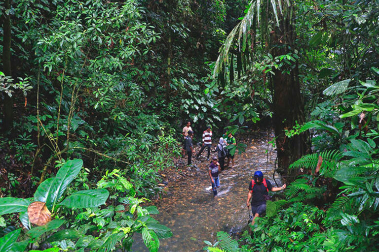 A stream in a forest in Jambi.