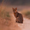 A jungle cat (Felis chaus)
