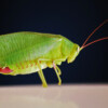 A katydid