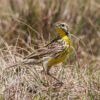A Sharpe’s longclaw (Macronyx sharpei) in Kinangop Plateau.