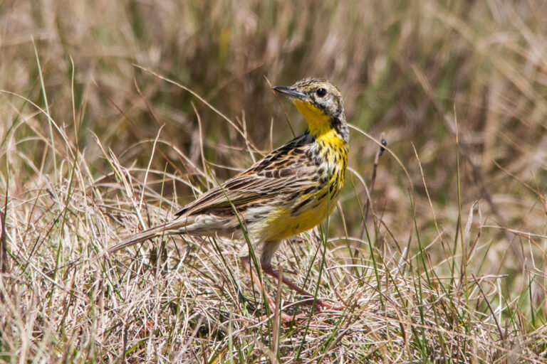 A Sharpe’s longclaw (Macronyx sharpei) in Kinangop Plateau.