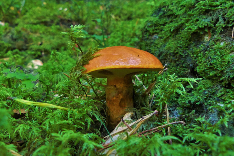 Greville's bolete, which has a mycorrhizal relationship with larch trees.